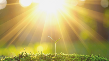 В свете мы едины