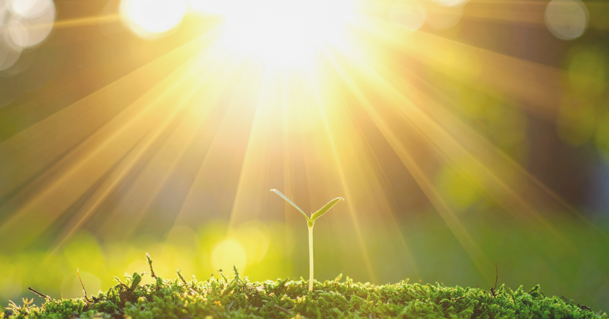 В свете мы едины